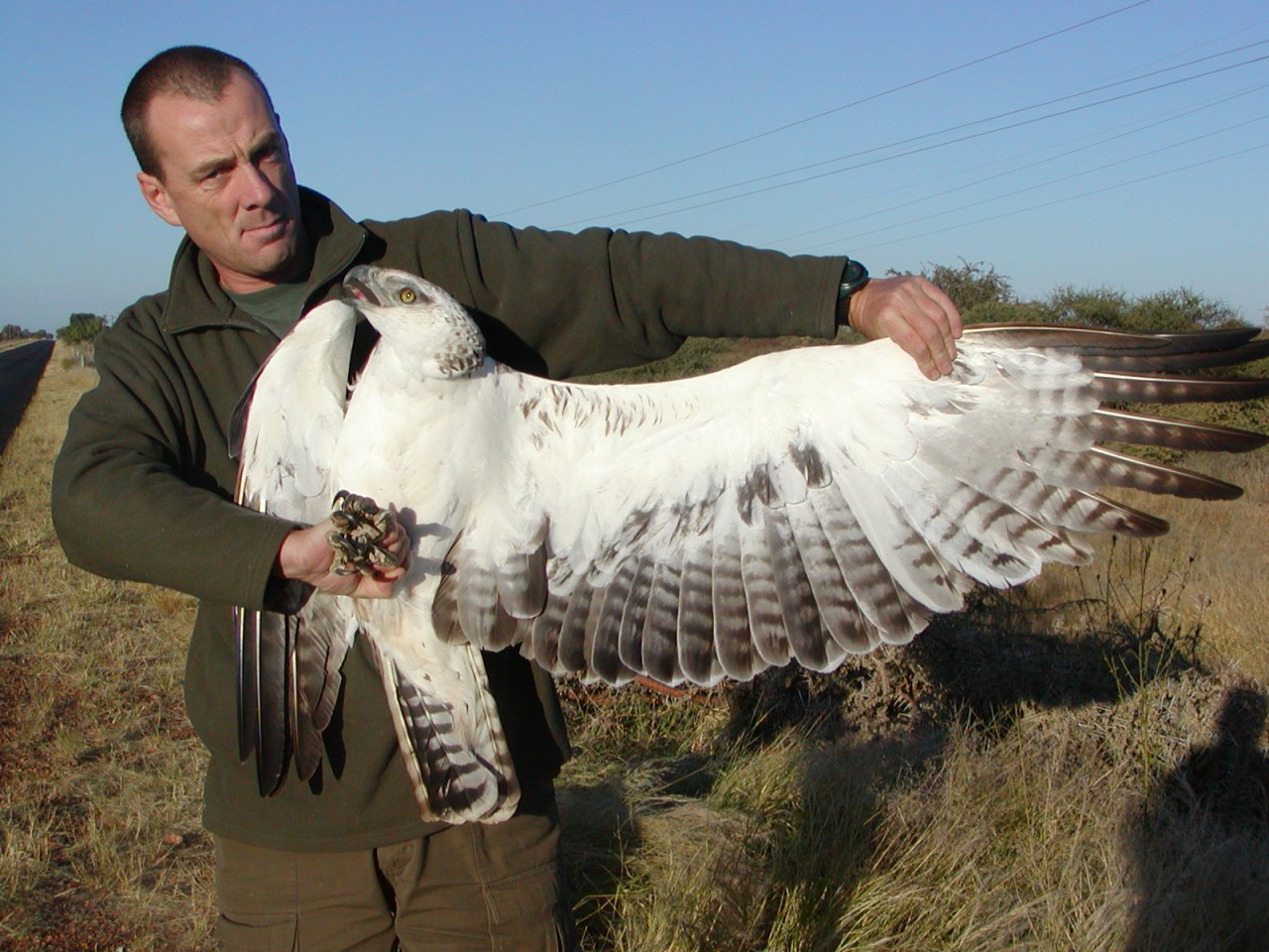 Martial Eagle Juv Martial Eagle Juv